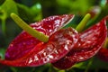 Anthurium Andrianum. Tropical plant. Homeland-America.