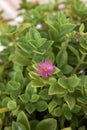 Red flower of Aptenia cordifolia plant Royalty Free Stock Photo