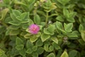Red flower of Aptenia cordifolia plant Royalty Free Stock Photo