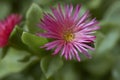 Close up flower of Aptenia cordifolia Royalty Free Stock Photo