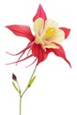 Red flower of aquilegia, blossom of catchment closeup, isolated on white background