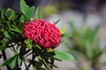 Red flower of the Australian Braidwood Brilliant Waratah
