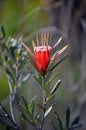 Australian native Mountain Devil wildflower