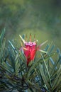 Red flower of the Australian native Mountain Devil