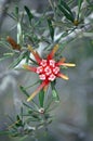 Australian native Mountain Devil flower, Lambertia formosa