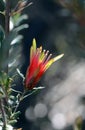 Red flower of the Australian native Mountain Devil, Lambertia formosa,