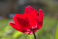 The red flower on a background of green grass Royalty Free Stock Photo