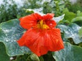 Red flower the background green leaves water drop Royalty Free Stock Photo