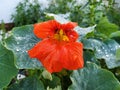 Red flower the background green leaves water drop Royalty Free Stock Photo