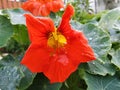 Red flower the background green leaves water drop Royalty Free Stock Photo