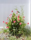 Red flower in the backyard.