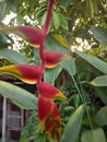 Red flower banana so nice and beautyfull