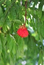 Red flower