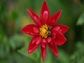 Red flower .Beautiful Flowers HD