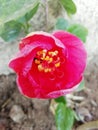 Red flower so beautiful neture