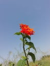 Red flower so beautiful neture plant amazing flowers