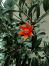 red flower beautiful flower in the vegetable garden Royalty Free Stock Photo