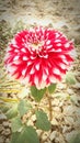 Red flower beauty of nature Royalty Free Stock Photo