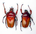 Red flower beetles Neptunides polychrous isolated. Collection insects. Royalty Free Stock Photo