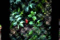 Red flower behind gate on plant