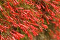 Red flower bells of the Firecracker fern Russelia equisetiformis Royalty Free Stock Photo