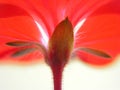 Red flower from beneath Royalty Free Stock Photo
