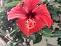 Red flower