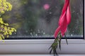 Red flower of Billbergia and Aichryson, rosea tropical exotic plants, flower on the windowsill