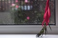 Red flower of Billbergia, rosea tropical exotic plants, flower on the windowsill