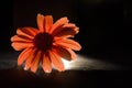 Red flower on black background. flower backlit. macro flower night