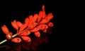 Red flower on black background,red flower isolated on black