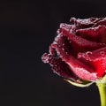 A red flower on a black background, under water in air bubbles.