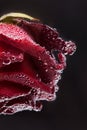 A red flower on a black background, under water in air bubbles.