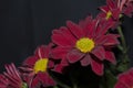 Red flower on black background