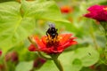 A red flower with a black bumblebee. Royalty Free Stock Photo