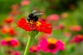 A red flower with a black bumblebee. Royalty Free Stock Photo