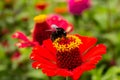 A red flower with a black bumblebee. Royalty Free Stock Photo