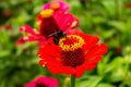 A red flower with a black bumblebee. Royalty Free Stock Photo