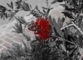 Red flower in black and white Royalty Free Stock Photo