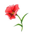 Red flower in bloom