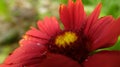 Red flower bloom in garden