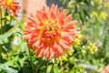 Red flower blooming close up Royalty Free Stock Photo