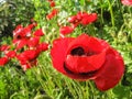 Red flower blooming on a green meadow