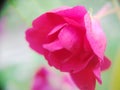 Red flower blooming in macro photogr with blur background Royalty Free Stock Photo