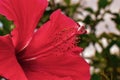 Red flower blooms on Madeira island