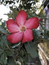 Red flower bloossom in the garden beauty flower Royalty Free Stock Photo