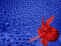 Red Flower on Blue