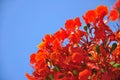 Red flower blue sky Royalty Free Stock Photo