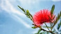 Red flower and blue sky background Royalty Free Stock Photo
