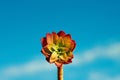 Red flower blue sky nature Royalty Free Stock Photo